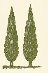 Cypres boom